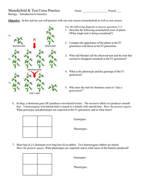 monohybrid cross practice problems worksheet